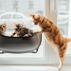 High-Definition Commercial Videography