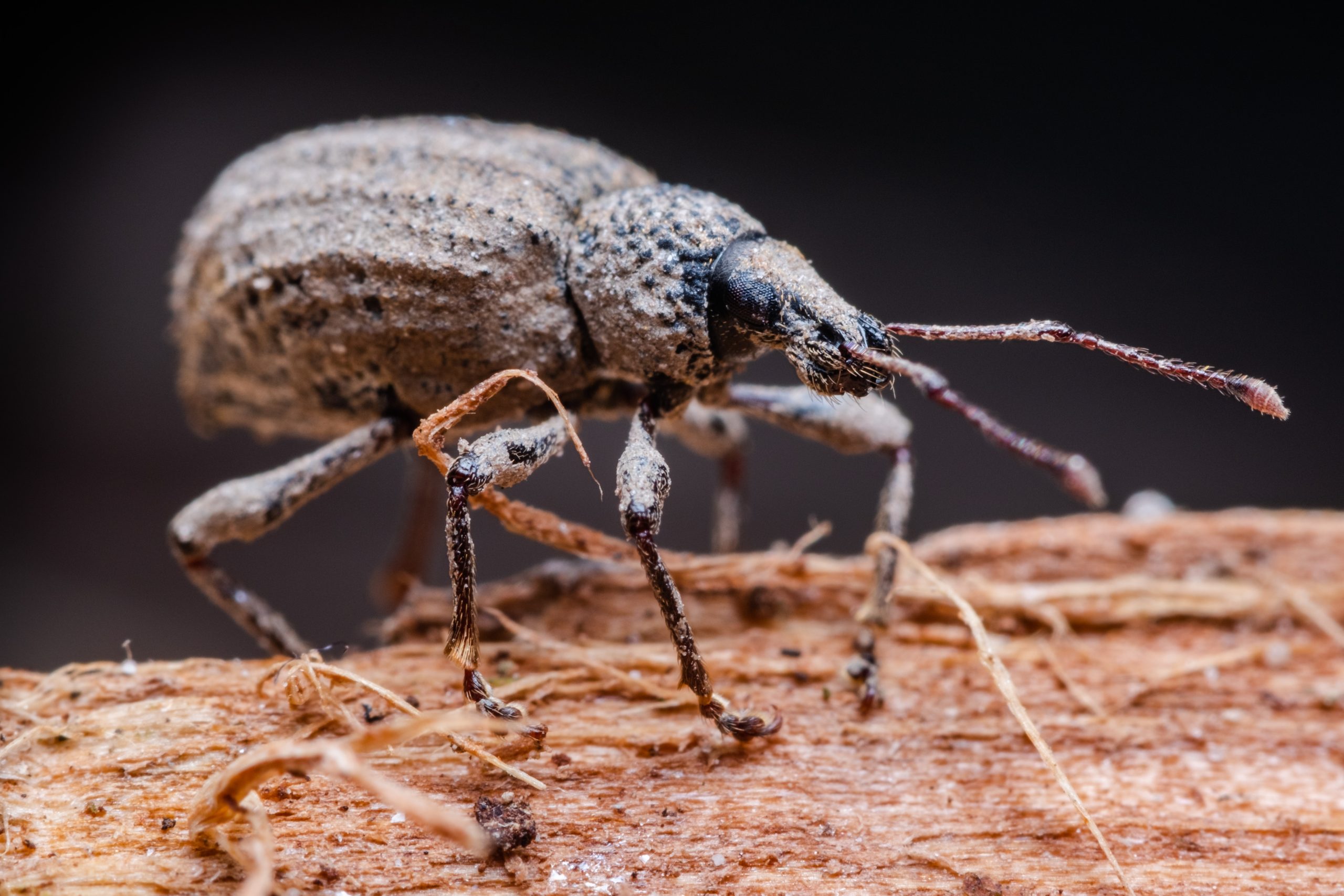 Photography for Subscription-Based Food Services