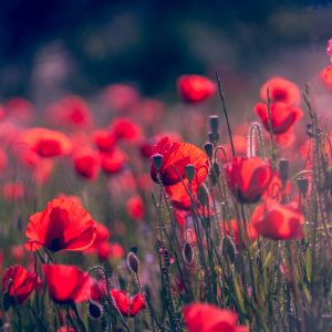 Photography for Car Accessories Brands